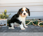 Small #1 Cavalier King Charles Spaniel