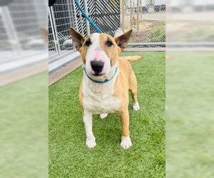 Bull Terrier Dogs for adoption in Lathrop, CA, USA