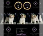 Small Photo #89 Maltipoo Puppy For Sale in WARSAW, IN, USA