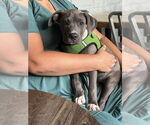 Small #1 American Pit Bull Terrier Mix
