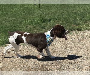 Father of the English Springer Spaniel puppies born on 09/23/2019