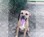 Small #3 Boxer-Rhodesian Ridgeback Mix