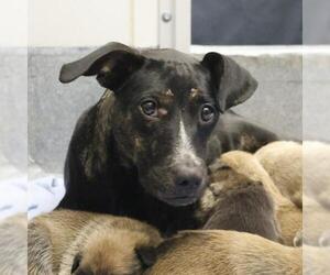 Mutt Dogs for adoption in San Antonio, TX, USA