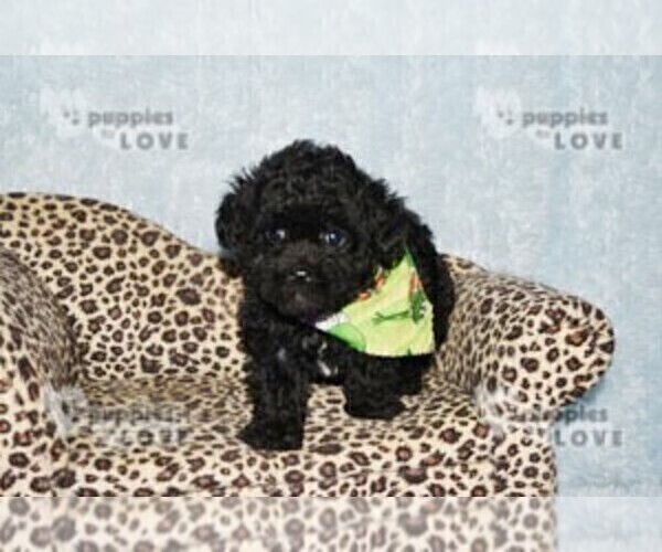 Medium Photo #12 Poodle (Toy) Puppy For Sale in SANGER, TX, USA