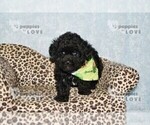 Small #11 Poodle (Toy)