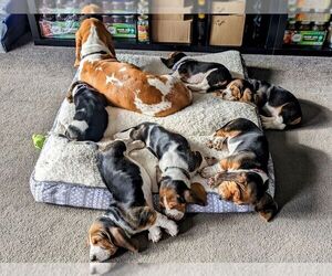 Basset Hound Puppy for sale in KING, NC, USA