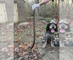 Small Photo #1 Blue Gascony Griffon Puppy For Sale in WATKINSVILLE, GA, USA