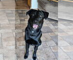 Small #1 Borador
