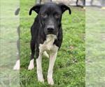 Small #1 Labrador Retriever Mix