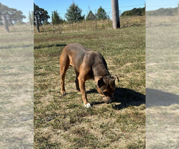 Medium Photo #7 American Staffordshire Terrier-Boxer Mix Puppy For Sale in Bolivar, MO, USA