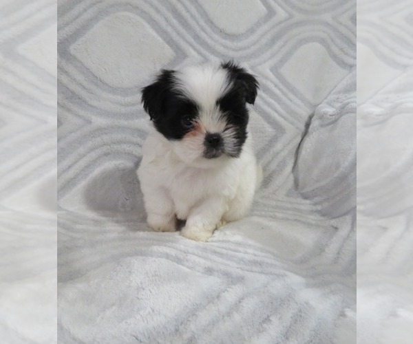 Medium Photo #1 Shiranian Puppy For Sale in HAWESVILLE, KY, USA