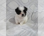 Small Photo #1 Shiranian Puppy For Sale in HAWESVILLE, KY, USA