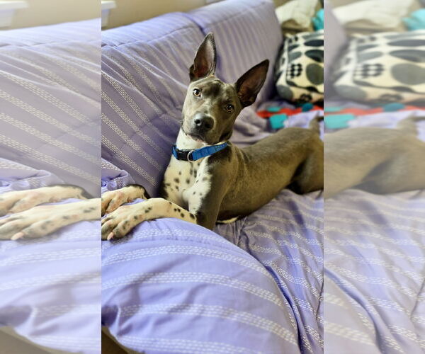 Medium Photo #2 Mutt Puppy For Sale in Rockaway, NJ, USA