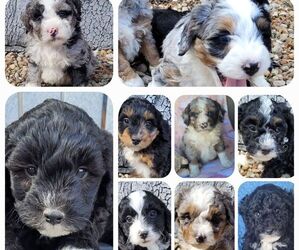 Bernedoodle (Miniature) Puppy for sale in ORRVILLE, OH, USA