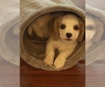 Puppy Boomer Cavachon