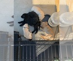 Small Photo #7 Labrador Retriever Puppy For Sale in SAN JOSE, CA, USA