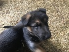 Small Photo #3 German Shepherd Dog Puppy For Sale in MILLBROOK, AL, USA