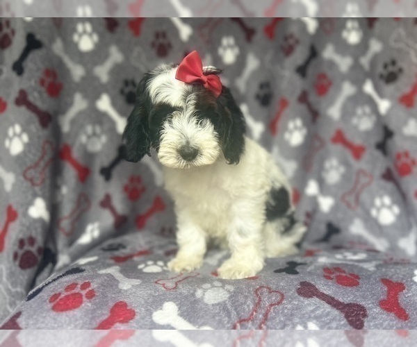 Medium Photo #4 Cock-A-Poo Puppy For Sale in LAKELAND, FL, USA