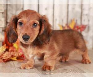 Dachshund Puppy for sale in MOUNT VERNON, OH, USA