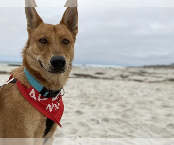 Medium Photo #8 Mutt Puppy For Sale in Salinas, CA, USA