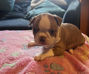 Boston Terrier Puppy for sale in DELTA, PA, USA