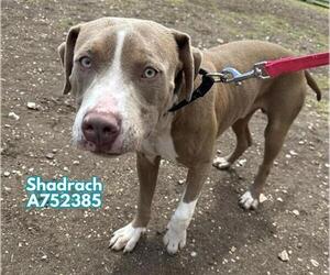 American Staffordshire Terrier-Unknown Mix Dogs for adoption in San Antonio, TX, USA