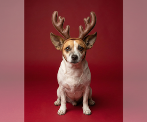 ARCHIE - Male Chihuahua-Unknown Mix Dog for Adoption - Photo #2