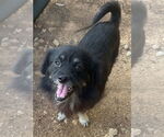 Small #1 Pomeranian Mix