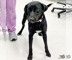 Small #1 Labrador Retriever-Retriever  Mix