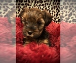 Small Photo #28 YorkiePoo Puppy For Sale in SEYMOUR, IN, USA