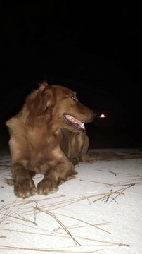 Medium Photo #1 Golden Retriever Puppy For Sale in NORTH AUGUSTA, SC, USA