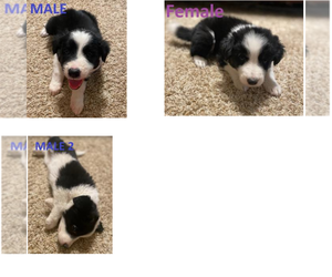 Border Collie Puppy for sale in ATWATER, CA, USA