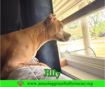 Small Photo #13 American Pit Bull Terrier-Unknown Mix Puppy For Sale in Milton, FL, USA