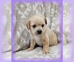 Small Photo #2 French Bulldog-Poodle (Miniature) Mix Puppy For Sale in MULBERRY, FL, USA