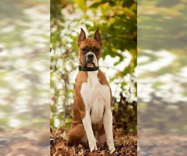 Medium Photo #1 Boxer Puppy For Sale in METROPOLIS, IL, USA