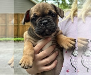 French Bulldog Puppy for sale in BOWLING GREEN, KY, USA