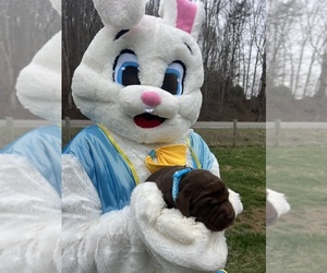 Labrador Retriever Puppy for sale in NEOLA, WV, USA