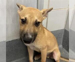 Labrador Retriever-Unknown Mix Dogs for adoption in San Antonio, TX, USA