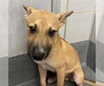 Small Labrador Retriever Mix
