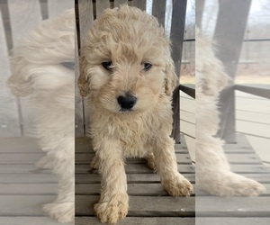 Goldendoodle-Poodle (Standard) Mix Puppy for sale in SCIPIO, IN, USA
