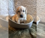 Small Photo #4 Golden Retriever Puppy For Sale in PORTLAND, TN, USA