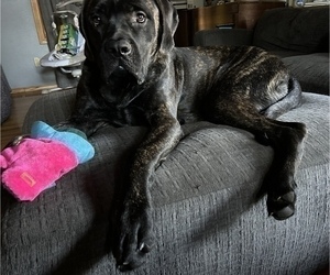 Mother of the Mastiff puppies born on 01/10/2025