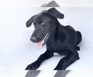 Labrador Retriever Dogs for adoption in Houston, TX, USA
