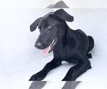 Small Labrador Retriever