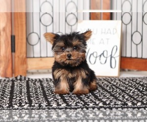 Yorkshire Terrier Puppy for sale in NAPLES, FL, USA