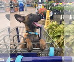 Disney Dogs - Dodger - Located in FL - Male Mutt Dog for Adoption - Small photo
