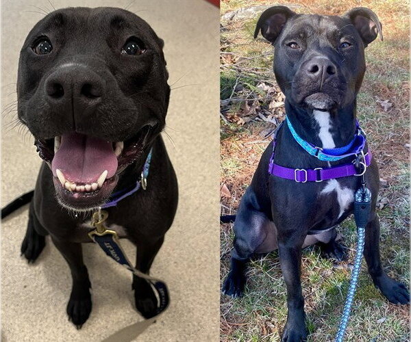 Medium Photo #1 American Pit Bull Terrier-Labrador Retriever Mix Puppy For Sale in Dedham, MA, USA