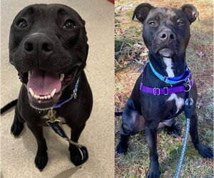 American Pit Bull Terrier-Labrador Retriever Mix Dogs for adoption in Dedham, MA, USA