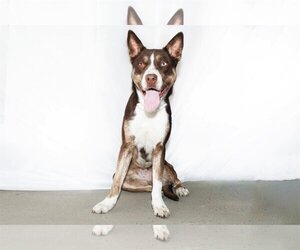 Bull Terrier-Huskies  Mix Dogs for adoption in Pasadena, CA, USA