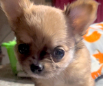 Small #21 Chihuahua